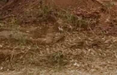 Imagem: O terreno possui 350m² de Área e está localizado em Lagarto