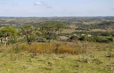 Imagem 5: EMICREI VENDE 900 hectares em Palma para pecuária , planta em sua plenitude...