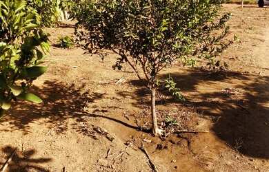 Imagem 2: Vende se. 12.000m² de Área