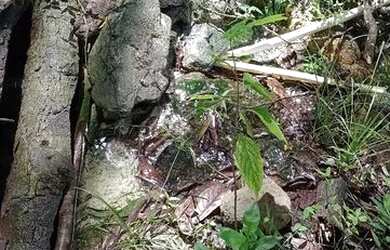 Imagem: A chácara possui 8m² de Área e está localizado em Murici