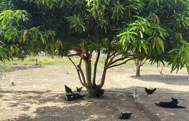 Imagem 9: VENDE-SE SÍTIO EM AMAJARI - OPORTUNIDADE IMPERDÍVEL