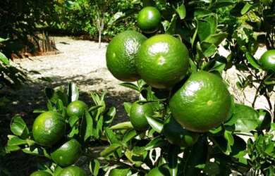 Imagem 8: Casa no condomínio Shangri-lá para venda