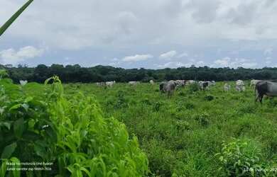 Imagem: A fazenda possui 18000000m² de Área e está localizado em