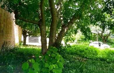 Imagem 2: Vendo ou troco por carro. 200m² de Área