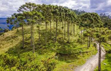 Imagem: O terreno possui 20.000m² de Área e está localizado em Urubici