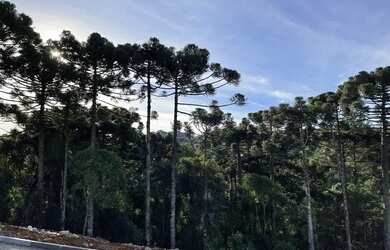 Imagem 5: Terreno Gramado em loteamento novo ACEITA TROCA