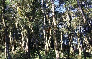 Imagem 3: Terreno à Venda no bairro Floresta em Gramado