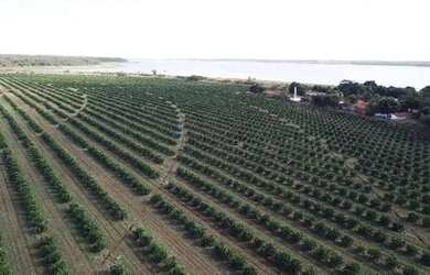 Imagem 5: fazenda de 158,33 hectares na região da cidade de Votuporanga