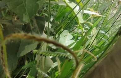 Imagem 11: 1 alqueirao paulista registrada acesso represa pastao