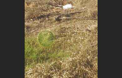 Imagem: O terreno à venda e está localizado em Parque Jandaia, Bauru