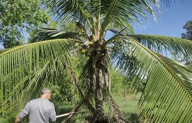 Imagem 7: Fazenda Cocalinho MT beira rio Araguaia sede energia solar, 5 minutos...