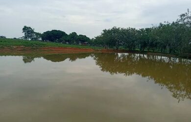 Imagem 3: COLÔNIA COM 50 HECTARES - BR 364 SENTIDO RIO BRANCO/ PORTO VELHO