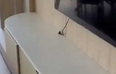 Imagem 6: Frente Mar Balneário Camboriú