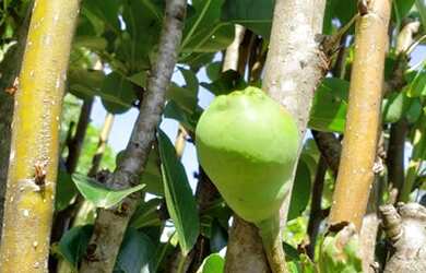 Imagem 14: Casa no condomínio Shangri-lá para venda