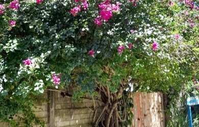 Imagem 8: Arrendo por 6 meses. Incluindo o réveillon