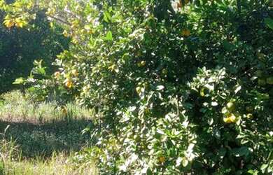 Imagem 2: Terreno Belo Vale MG. 2.000m² de Área