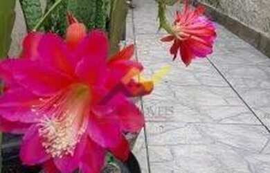 Imagem 6: Casa para Venda em Mongaguá, Agenor de Campos, 2 dormitórios, 1 suíte,...