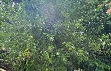 Imagem 11: Casa de aluguel - Boa Vista (Guia Lopes) - Novo Hamburgo 1.100,00