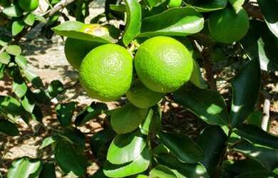 Imagem 10: Casa no condomínio Shangri-lá para venda