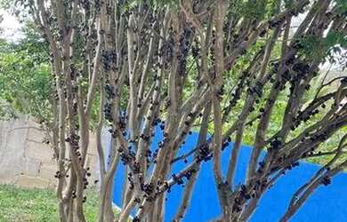 Imagem 11: Casa Casa com 5 dormitórios