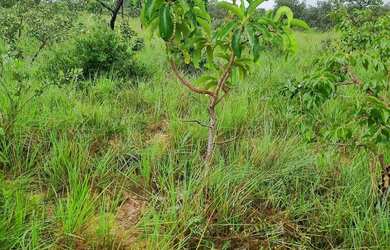 Imagem 6: Fazenda 158 hectares valor 1.120.000