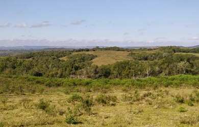 Imagem 1: EMICREI VENDE 900 hectares em Palma para pecuária , planta em sua plenitude...