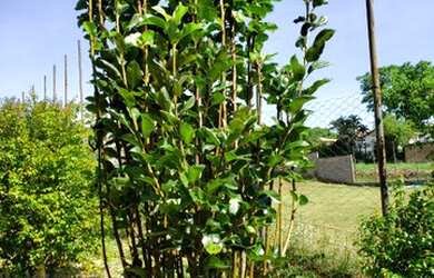 Imagem 13: Casa no condomínio Shangri-lá para venda