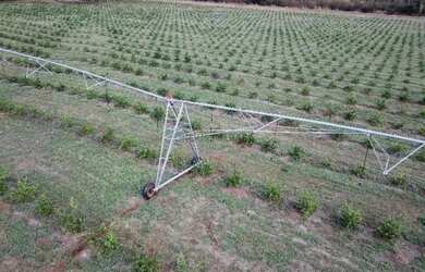 Imagem 10: fazenda de 158,33 hectares na região da cidade de Votuporanga