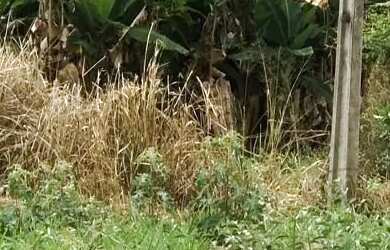 Imagem 4: FAZENDA A VENDA. 