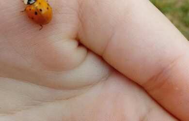 Imagem: O terreno possui 2.500m² de Área e está localizado em Fiuza