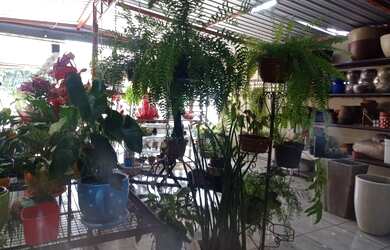 Imagem 5: loja comercial floricultura para aluguel e venda tem 4000 metros quadrados