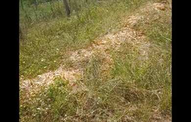 Imagem 2: Vendo lote em salgado 15 mil