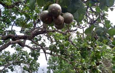 Imagem 6: ESTRUTURA NUMA AREA 2 HECTARES//ESCRITURADO//ACEITA LOTE REGIÃO SUL