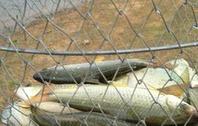 Imagem 9: Aluguel de rancho para pescaria represa de Três Marias