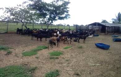 Imagem 5: Fazenda à venda, 3339600 m² por R$ 3.450.000 - Araguaína/TO