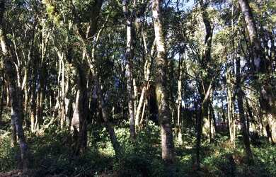 Imagem: O terreno possui 805m² de Área e está localizado em Gramado