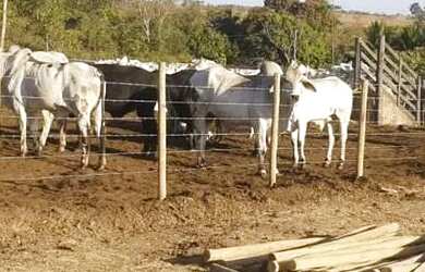 Imagem 15: Fazenda 3 quartos para Venda Amaral, Unaí