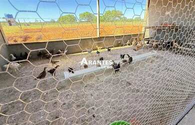 Imagem 7: Fazenda com 20 HECTARES à venda na área rural de Uberlândia