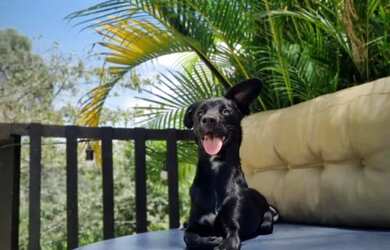 Imagem 11: Casa para relaxar, estilosa, privativa e pet friendly