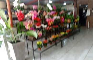 Imagem 9: loja comercial floricultura para aluguel e venda tem 4000 metros quadrados