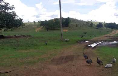 Imagem 1: . Uma Fazenda 110 alqueires 67 km de Porto Nacional