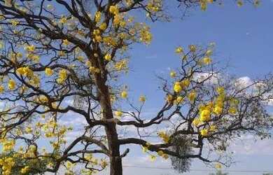 Imagem 6: SÃO JOSÉ DO RIO PRETO - RESIDENCIAL - CONDOMÍNIO VILLAGE DAMHA RIO...
