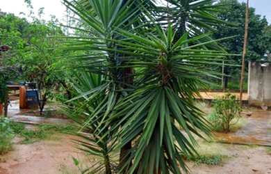 Imagem 8: ESTRUTURA NUMA AREA 2 HECTARES//ESCRITURADO//ACEITA LOTE REGIÃO SUL