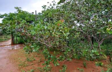 Imagem 15: ESTRUTURA NUMA AREA 2 HECTARES//ESCRITURADO//ACEITA LOTE REGIÃO SUL