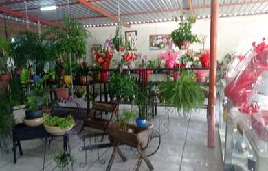 Imagem 2: loja comercial floricultura para aluguel e venda tem 4000 metros quadrados
