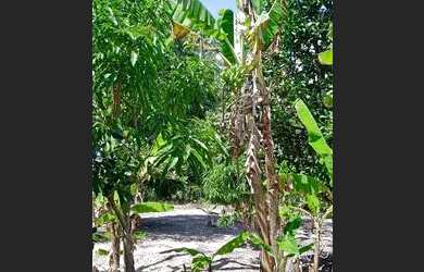 Imagem: A chácara está localizado em Caruaru, PE à venda por R$250.000