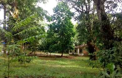 Imagem: A chácara está localizado em Santa Helena, MA à venda por