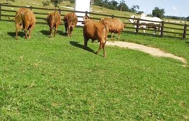 Imagem 9: Fazenda em guaianesia g.o 300 alqueirão 70.000.000.00 lean