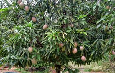 Imagem 16: ESTRUTURA NUMA AREA 2 HECTARES//ESCRITURADO//ACEITA LOTE REGIÃO SUL
