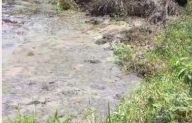 Imagem 2: VENDO FAZENDA 250 TAREFAS NA MELHOR REGIÃO DO ESTADO